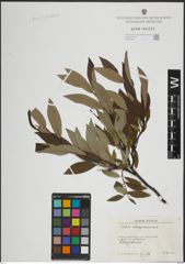 Foto von Salix lapponum L.